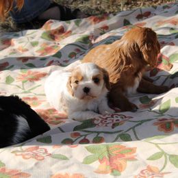 Cavalier King Charles Spaniel Puppies from Critter's Cottage Cavaliers