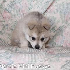 Boy 1 - Gray and white male Alaskan Klee Kai puppy in Klamath Falls, Oregon from Nordic Mini Huskys