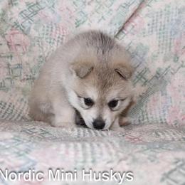 Boy 1 - Gray and white male Alaskan Klee Kai puppy in Klamath Falls, Oregon from Nordic Mini Huskys