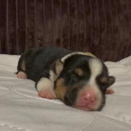 Yellow collar - Black and tan female Pembroke Welsh Corgi puppy in Oxford, Pennsylvania from K&S Quality Pembroke Welsh Corgi’s