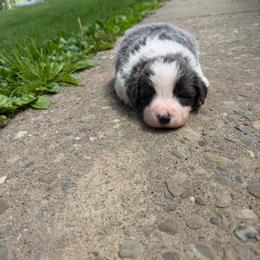 Beau - White and blue male Border Collie puppy in New Franklin, Ohio from Whipple Farms