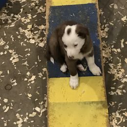 Border Collie Puppies from HC Kennels