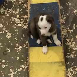 Border Collie Puppies from HC Kennels