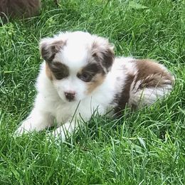 Toy Australian Shepherd Puppies from Raggededge Toy Australian Shepherds