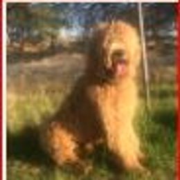 Mendelson - Australian Labradoodle