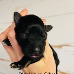 Black and Silver - Black and silver male Miniature Schnauzer puppy in Malvern, Arkansas from Deep South Miniature Schnauzers