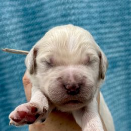 Girl 2 - female Goldendoodle puppy in Antelope, Oregon from High Desert Family Doodles