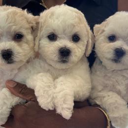 Bichon Frise puppies from Happy Tails Bichons