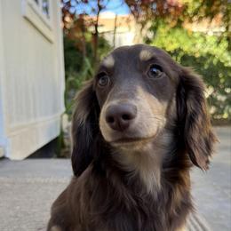 Theo - Dachshund