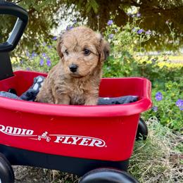 Bear - Cream male Yorkipoo puppy in Walla Walla, Washington from Linda Sherman