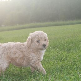 Labradoodle Puppies from Pleasant View Labradoodles
