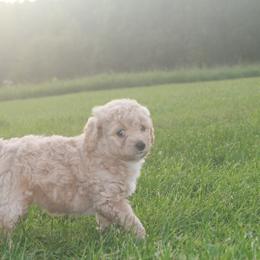 Labradoodle Puppies from Pleasant View Labradoodles