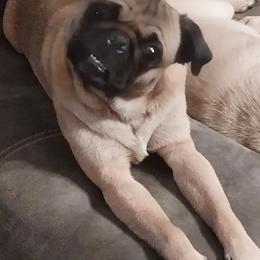 Joy - Pug