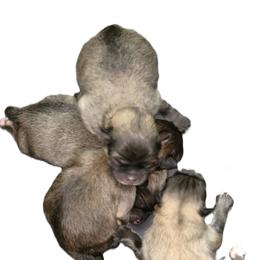 Girl 2 - Cream sable female Pomeranian puppy in Turnersville, New Jersey from MK Exquisite Poms