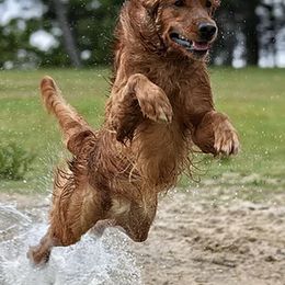 Golden Retrievers from TalkAbout Retrievers
