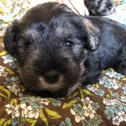 Miniature Schnauzer Puppies from Stephanie’s Schnauzers