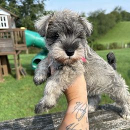 Maybes Pink Ribbon Girl - Salt and pepper female Miniature Schnauzer puppy in Floyd, Virginia from Little River Puppies