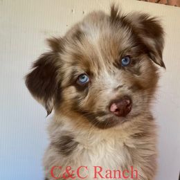 Australian Shepherd Puppies from C&C Ranch