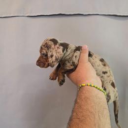 Girl 1 - Dapple female Dachshund puppy in Hesperia, California from VOM HAUSE IMPERIAL