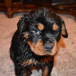 Rottweilers from Rodeo Rotts Of America