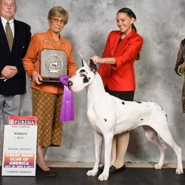 Great Danes from Danu Danes