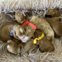 Goldendoodle Puppies from Beck Kennel
