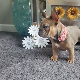 French Bulldog Puppies from Real Dream Productions