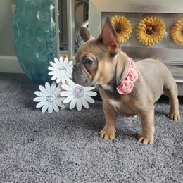 French Bulldog Puppies from Real Dream Productions