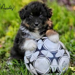 Sierra - Black tri-color female Australian Shepherd puppy in Olivehurst, California from Double M Aussies