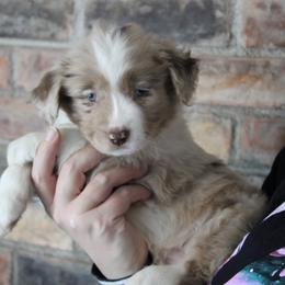 Holly - Red merle female Miniature American Shepherd puppy in Williamston, Michigan from Rust Belt Farms