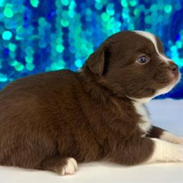 Scarlett - Red & white female Toy Australian Shepherd puppy in Smithville, Arkansas from Cooper Creek Aussies