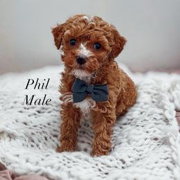 Phil - Red  male Poodle puppy in Portage, Utah from Pugsley Poodles