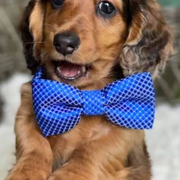Dachshunds from Niagara Doxies