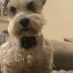 Miniature Schnauzers from Small Town Schnauzers