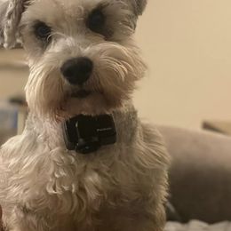 Miniature Schnauzers from Small Town Schnauzers