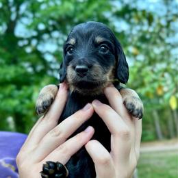TBD 3rd born - Black and tan male Dachshund puppy in El Dorado, Arkansas from LovelylilDoxies