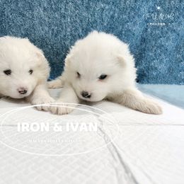 Samoyed Puppies from The Bactos Family