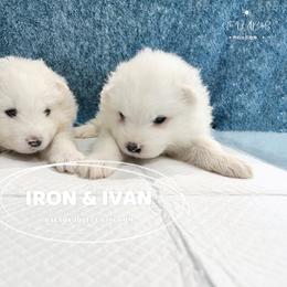 Samoyed Puppies from The Bactos Family