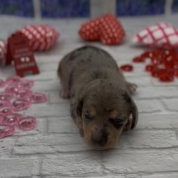 Black and Cream Dapple Smooth Male - Black and cream male Dachshund puppy in Killeen, Texas from Southern Dachshunds