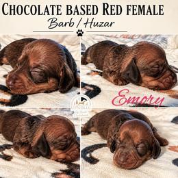 Emory- in Michigan-2500 - Chocolate and tan female Dachshund puppy in Michigan And Florida Locations, Michigan from UP North Dachshunds UPNDLLC