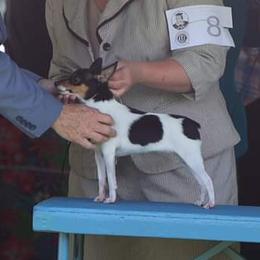 CC - Toy Fox Terrier