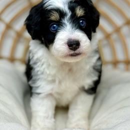 Cloudy - Black tri-color female Aussiedoodle puppy in Sterling, Colorado from North 40 Doodles