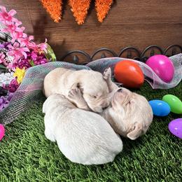 Labrador Retriever Puppies from Luvable AZ Labs