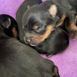 Yorkshire Terrier Puppies from Empire Yorkies