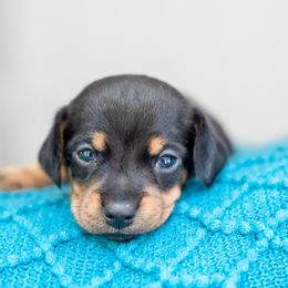 Dachshund Puppies from Beyond the Tail