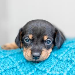 Dachshund Puppies from Beyond the Tail