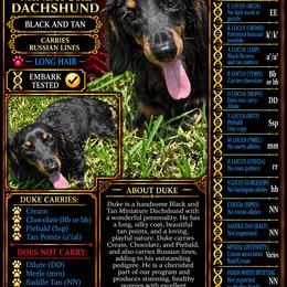 Duke - Dachshund