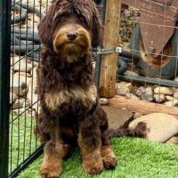 Cherry - Chocolate female Australian Labradoodle puppy in Anderson, California from Shaggy Doodles