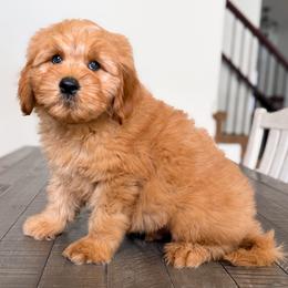 Jabba - Red male Bernedoodle puppy in South Jordan, Utah from Wonderful World Doodles