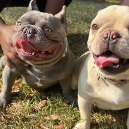 French Bulldogs and Goldendoodles from C.P. Puppy Buddies